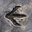 Encounter Dinosaurs icon