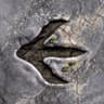 Encounter Dinosaurs icon